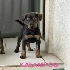 Kalanipoo