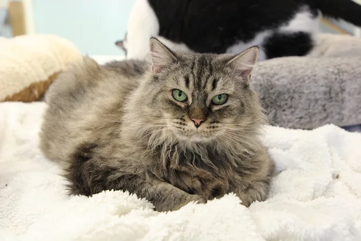 Alaska Humane Society