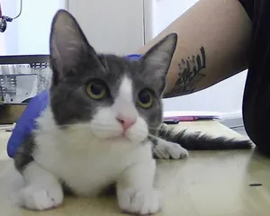 Marlowe