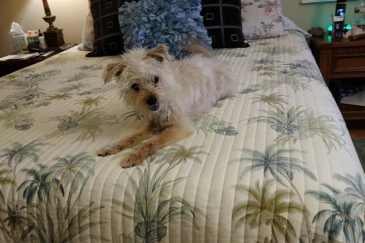 Irvine Animal Care Center