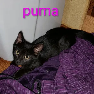 Puma