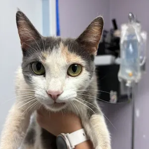 Neapolitan