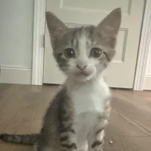 Linus