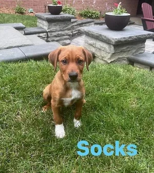 Socks