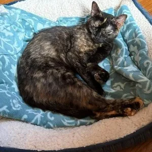Venus