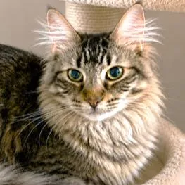 HANDSOMEST HARLAND - MAINE COON BOY