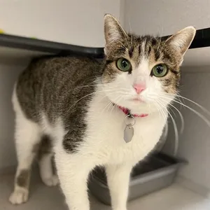 KIKI