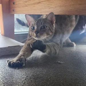 Tsuki
