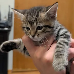 Sammie **Off-Site Foster Home**