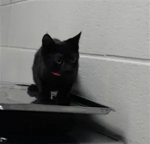 SAM