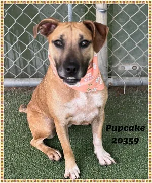 PUPCAKE see also DOM