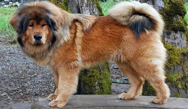 Tibetan Mastiff
