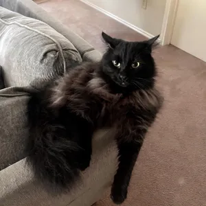Teddy (York Chocolate mix)