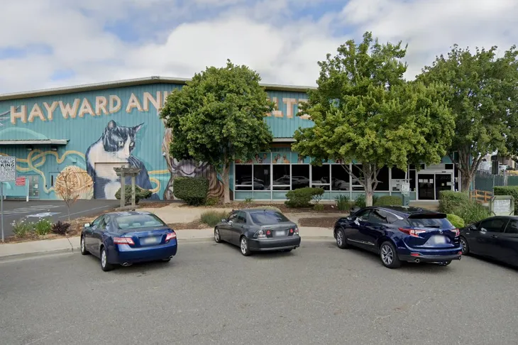 Hayward Animal Shelter