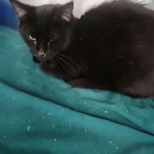 Sylvester