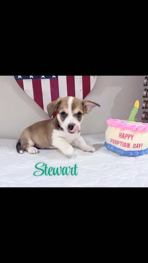 Stewart