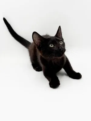 Black Kitten