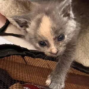Maple Syrup (In Foster)