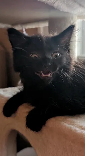 Godzilla
