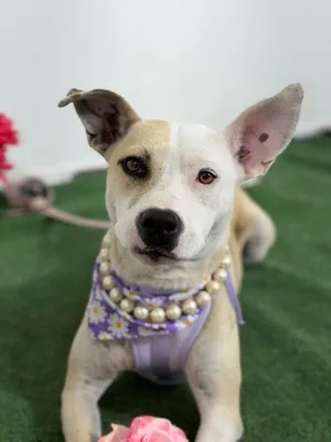 Rebecca-One of our Amazing Rescue Dogs