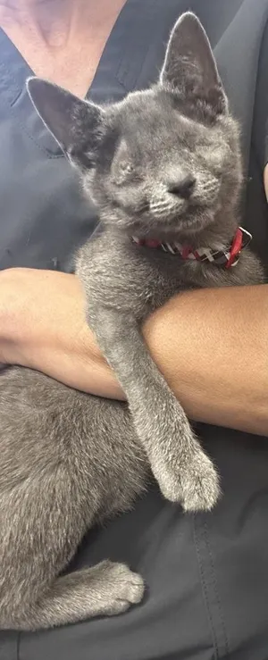 04937B Ruby - Adoption Ambassador