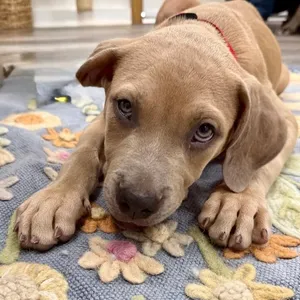 Barkus Aurelius Roman
