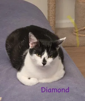 Mama Diamond (Porch Kitty Litter))