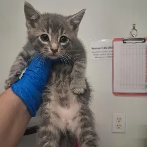 Perseus