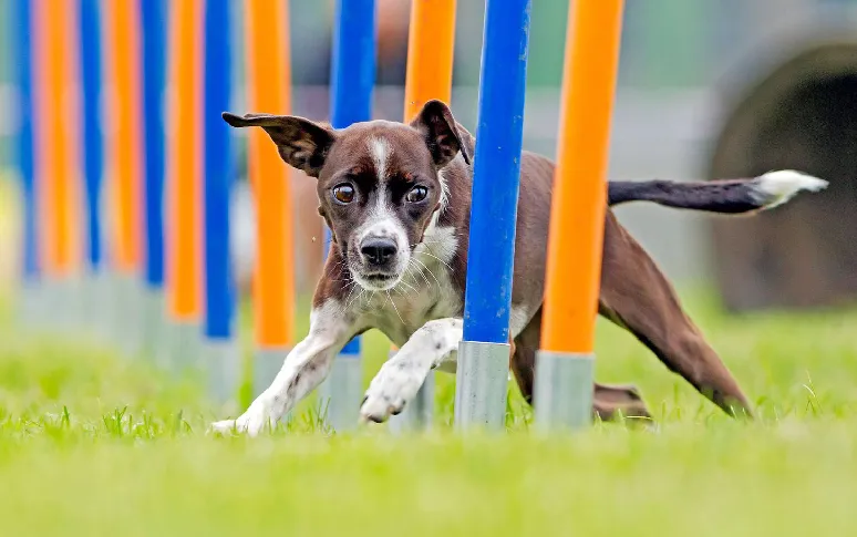 Are You Teaching Your Puppy Bad Habits?