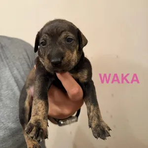 Waka