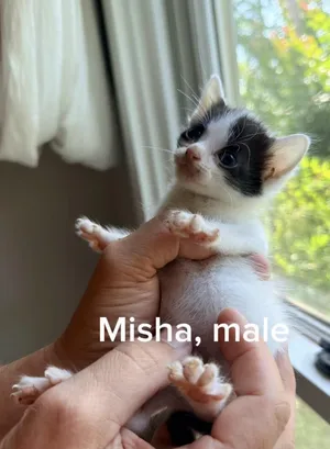 Misha