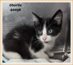 CHARLIE
