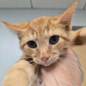 Ginger