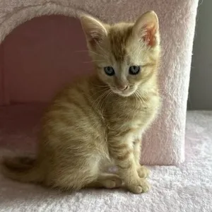 Butters