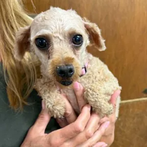 Honey-Foster Home Needed