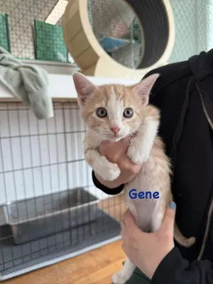 Gene (Bob’s Burgers Litter)