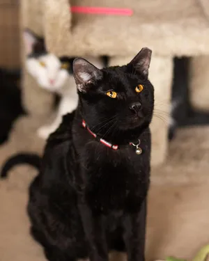 Peppercorn