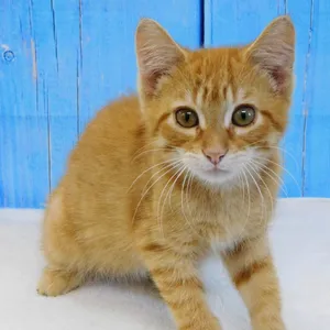 Butterscotch