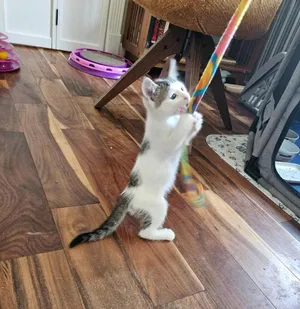 Sergei