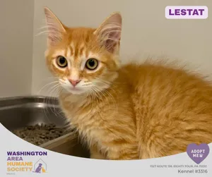 Lestat
