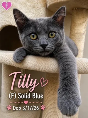 Tilly