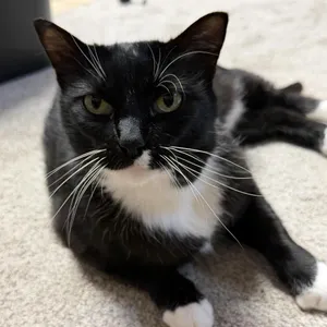 Kit Kat C11583