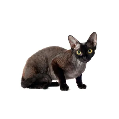 Cat Breeds
