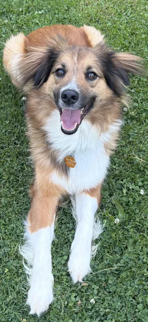 Trixie