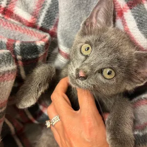 Misha