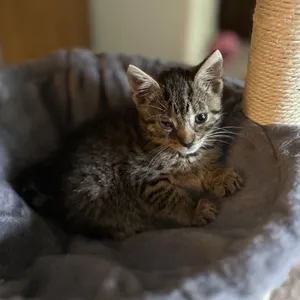 Buddy