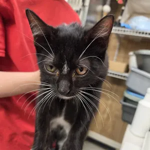 Wesson