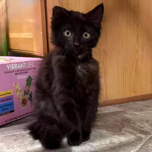 Soot Sprite