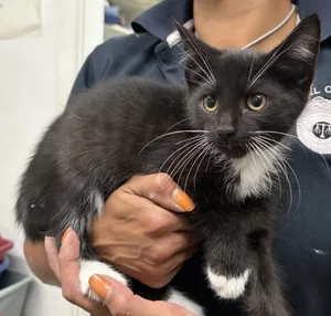 Kitten 1