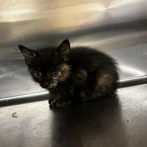 Feral Carol